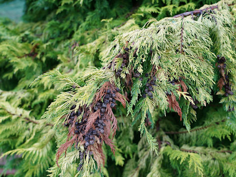 Cupressus macrocarpa cv. Goldcrest