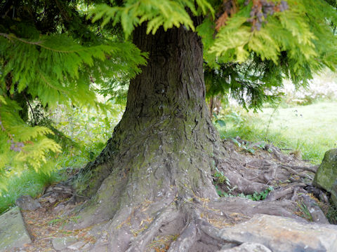 Cupressus macrocarpa cv. Goldcrest