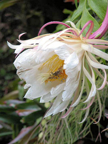 Epiphyllum chrysocardium