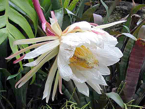 Epiphyllum chrysocardium