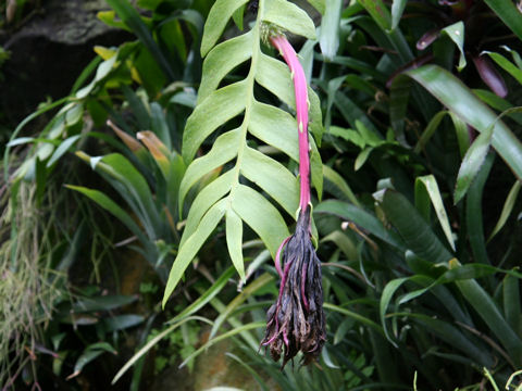 Epiphyllum chrysocardium