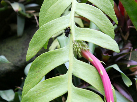 Epiphyllum chrysocardium