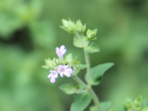 Origanum vulgare cv. Aureum