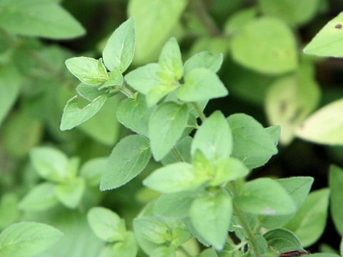 Origanum vulgare cv. Aureum