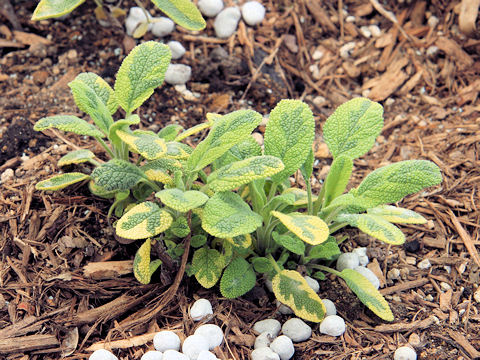 Salvia officinalis cv. Icterina