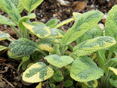 Salvia officinalis cv. Icterina