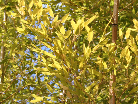 Phyllostachys nigra cv. Punctata