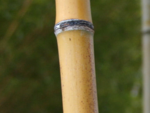 Phyllostachys nigra cv. Punctata