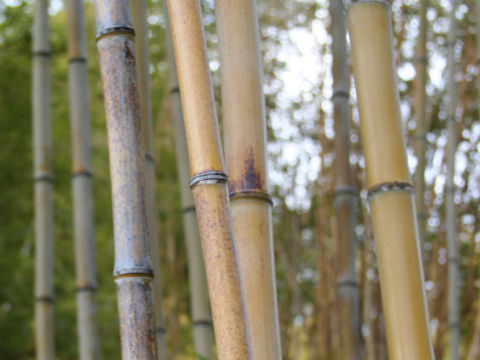 Phyllostachys nigra cv. Punctata