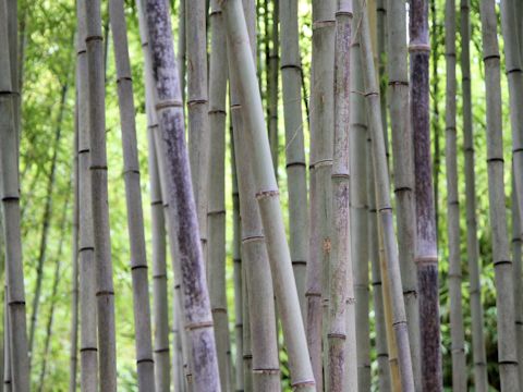 Phyllostachys nigra cv. Punctata