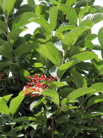 Viburnum sieboldii