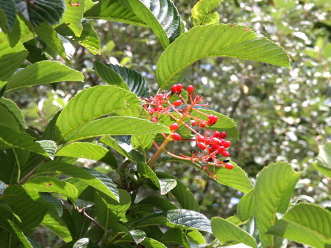 Viburnum sieboldii