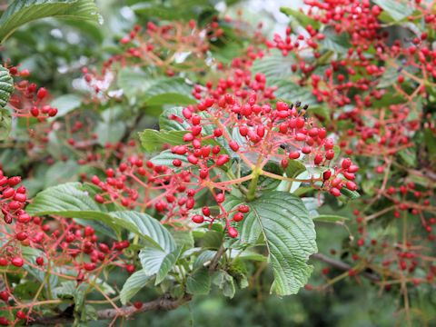 Viburnum sieboldii