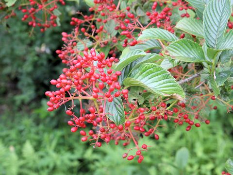 Viburnum sieboldii