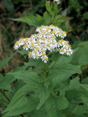 Aster glehnii var. hondoensis