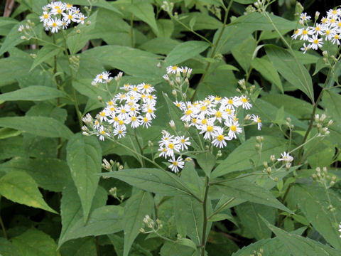 Aster glehnii var. hondoensis