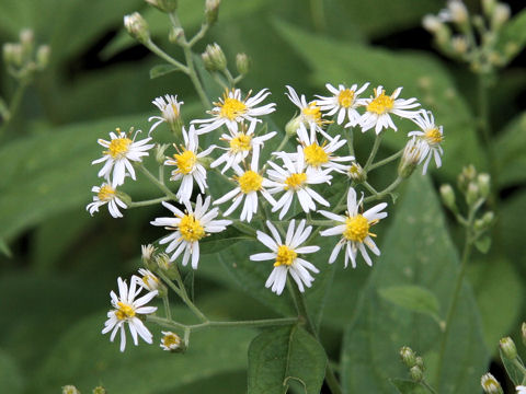 Aster glehnii var. hondoensis