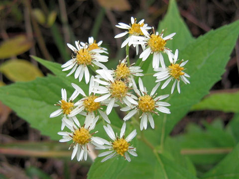 Aster glehnii var. hondoensis