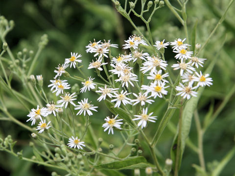 Aster glehnii var. hondoensis