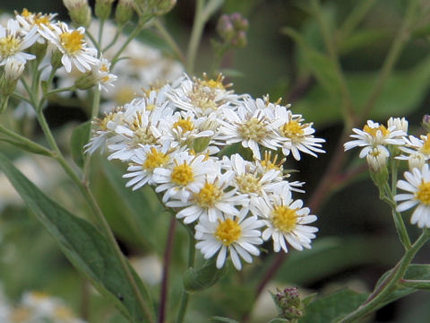 Aster glehnii var. hondoensis