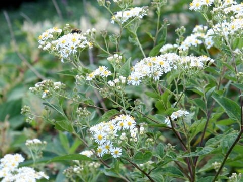 Aster glehnii var. hondoensis