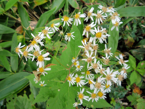 Aster glehnii var. hondoensis