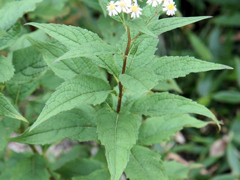 Aster glehnii var. hondoensis