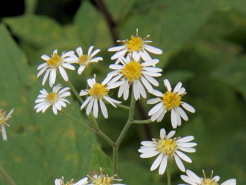 Aster glehnii var. hondoensis