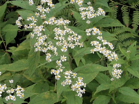 Aster glehnii var. hondoensis