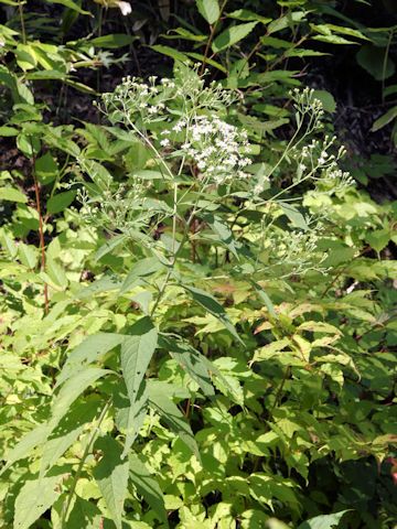 Aster glehnii var. hondoensis