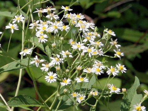 Aster glehnii var. hondoensis