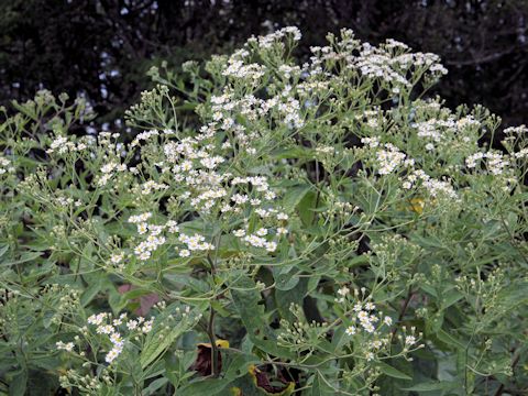 Aster glehnii var. hondoensis