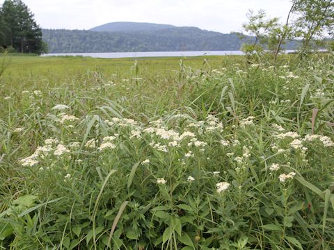 Aster glehnii var. hondoensis