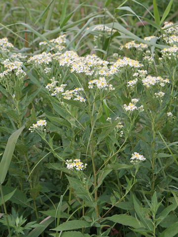 Aster glehnii var. hondoensis