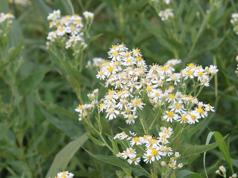 Aster glehnii var. hondoensis