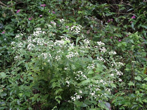 Aster glehnii var. hondoensis