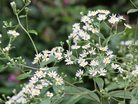 Aster glehnii var. hondoensis