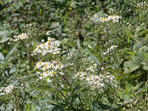 Aster glehnii var. hondoensis