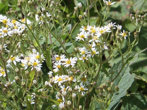 Aster glehnii var. hondoensis