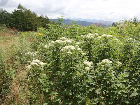 Aster glehnii var. hondoensis