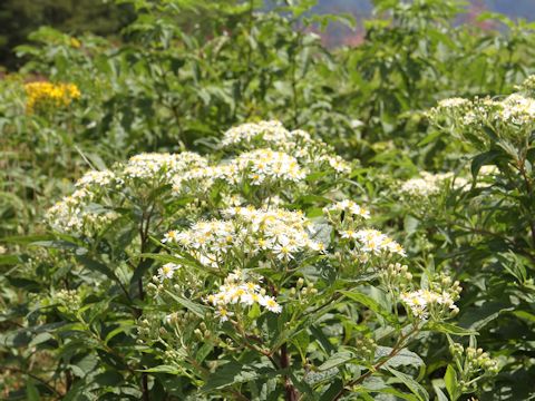 Aster glehnii var. hondoensis