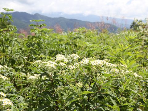 Aster glehnii var. hondoensis