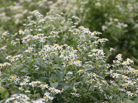 Aster glehnii var. hondoensis