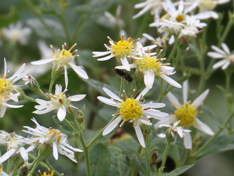 Aster glehnii var. hondoensis