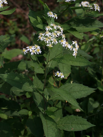 Aster glehnii var. hondoensis