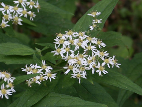 Aster glehnii var. hondoensis