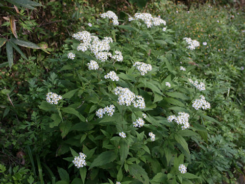 Aster glehnii var. hondoensis