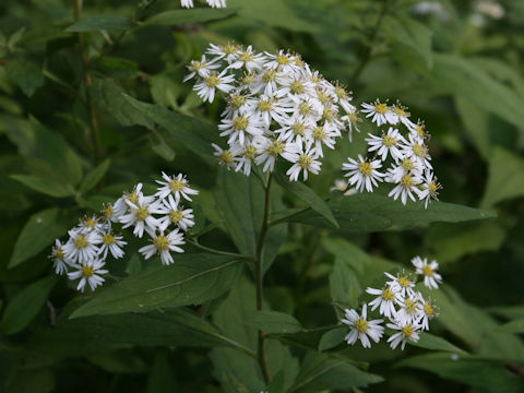 Aster glehnii var. hondoensis