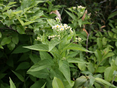 Aster glehnii var. hondoensis