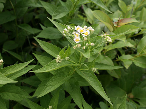 Aster glehnii var. hondoensis